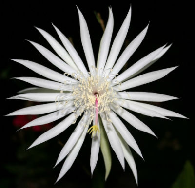 (image for) Epiphyllum Orchid Cactus 'Strictum' x 5 Seeds - Click Image to Close